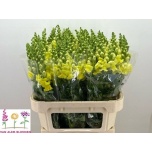 Antirrhinum Lõvilõug Op Yellow 75cm