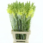 Antirrhinum Lõvilõug Op Yellow 90cm
