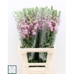 Antirrhinum Lõvilõug Opus Lavender 75cm