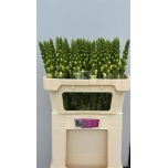 Antirrhinum Lõvilõug Op White 70cm