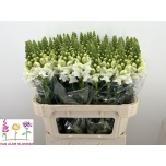 Antirrhinum Lõvilõug Op White 75cm