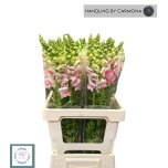 Antirrhinum Lõvilõug Appleblossom 65cm