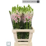 Antirrhinum Lõvilõug Appleblossom 75cm