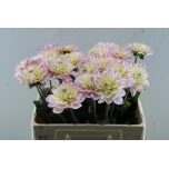Dahlia Daalia Dianas Memory 60cm