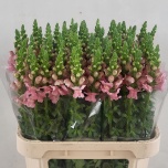 Antirrhinum Lõvilõug Op Pink 80cm