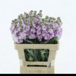 Matthiola Levkoi Figaro Light Rose
