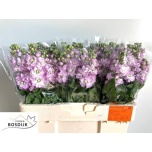 Matthiola Levkoi Figaro Light Rose