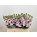 Matthiola Levkoi Figaro Light Rose
