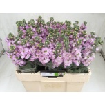 Matthiola Levkoi Figaro Light Rose