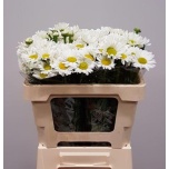 Leucanthemum Härjasilm Rheinblick/Rhine View 50cm