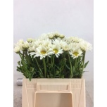 Leucanthemum Härjasilm Rheinblick/Rhine View 50cm