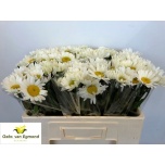 Leucanthemum Härjasilm Rheinblick / Rhine View 55cm