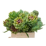 Cynara Artišokk Green Globe 40cm