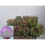 Cynara Artišokk Green Globe 50cm