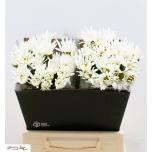 Leucanthemum Härjasilm 45cm