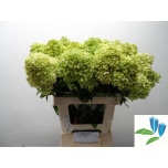 Hydrangea Hortensia Limelight 65cm*5