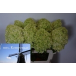 Hydrangea Hortensia Limelight 65cm