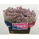 Limonium Parkjuur V Tall Pink Emille 50cm