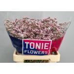 Limonium Parkjuur V Tall Pink Emille 60cm
