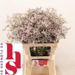 Limonium Parkjuur V Tall Pink Emille 60cm