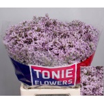 Limonium Parkjuur V Tall Pink Emille 60-65cm