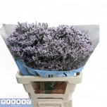 Limonium Parkjuur V Tall Pink Emille 60-65cm