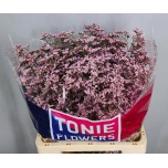 Limonium Parkjuur V Tall Pink Emille 70cm
