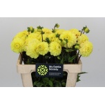 Dahlia Daalia Yellow Don 45cm
