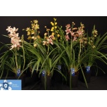 Cymbidium Tsümbiidium mix 14cm