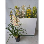 Cymbidium Tsümbiidium mix 14cm