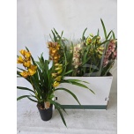 Cymbidium Tsümbiidium mix 14cm