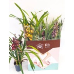 Cymbidium Tsümbiidium mix 14cm