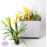 Cymbidium Tsümbiidium mix 14cm