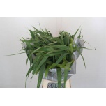 Setaria Lowlander 70cm