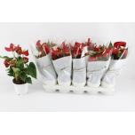 Anthurium andr Red Champion 12cm