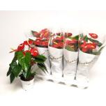 Anthurium andr Red Champion 14cm