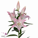 Lilium Liilia OR Willeke Albert 90cm