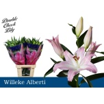 Lilium Liilia OR Willeke Albert 90cm