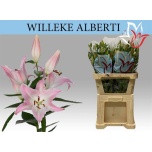 Lilium Liilia OR Willeke Albert 90cm