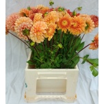 Dahlia Daalia ov 50cm
