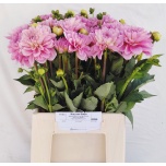 Dahlia Daalia ov 50cm