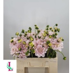 Dahlia Daalia ov 50cm