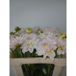 Dahlia Daalia ov 50cm