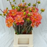Dahlia Daalia OV Orange 52cm