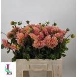 Dahlia Daalia OV Zalmon 55cm