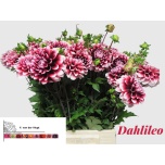 Dahlia Daalia Dahlileo 55cm