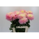 Dahlia Daalia ov 60cm