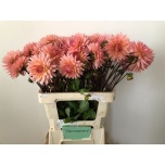 Dahlia Daalia Preference 60cm