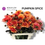 Dahlia Daalia Pumpkin Spice 60cm