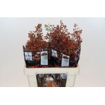 Rosa Kibuvits Ouverture 60cm